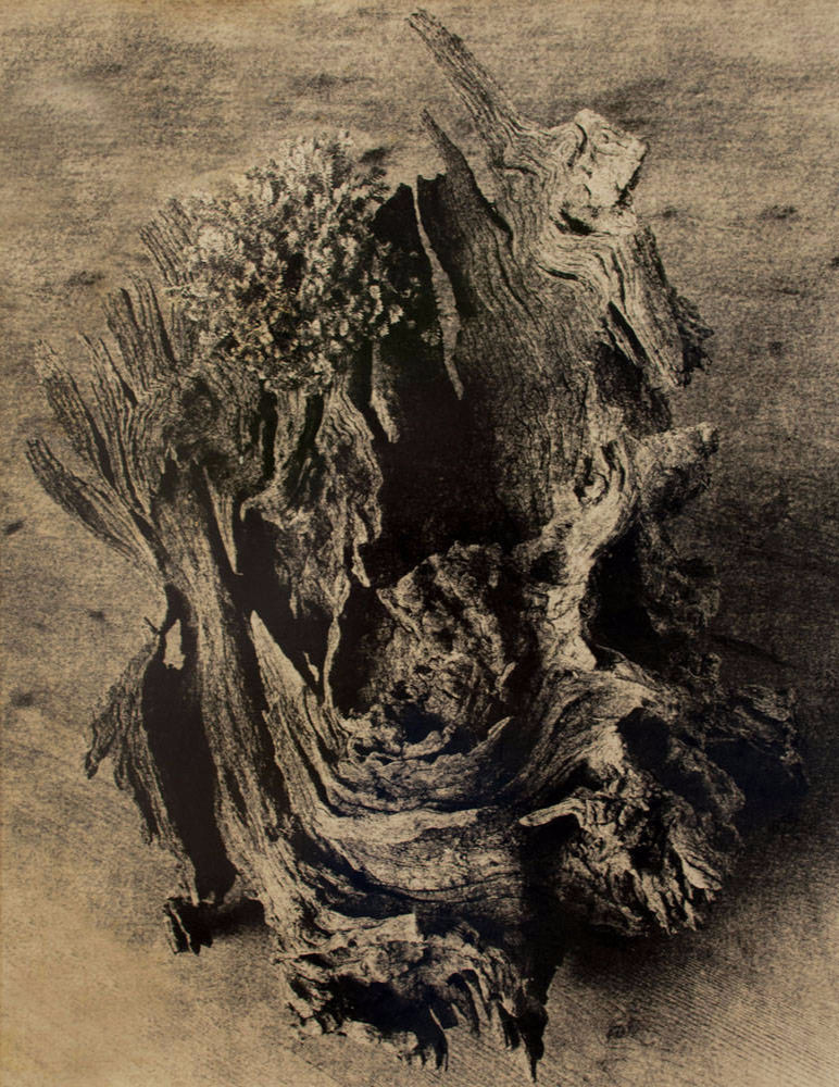 Ancient Oak remains