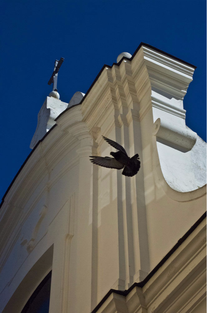 Black Dove of Peace on Isle of Capri