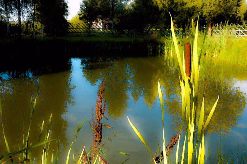 Bullrush Pond