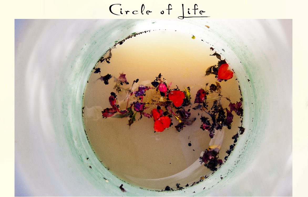 Circle of Life
