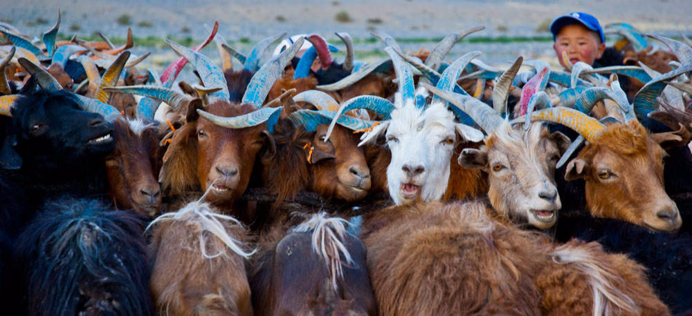 Goat Milking in Mongolia