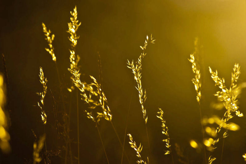 Purchase print of Golden Grasses Siberia