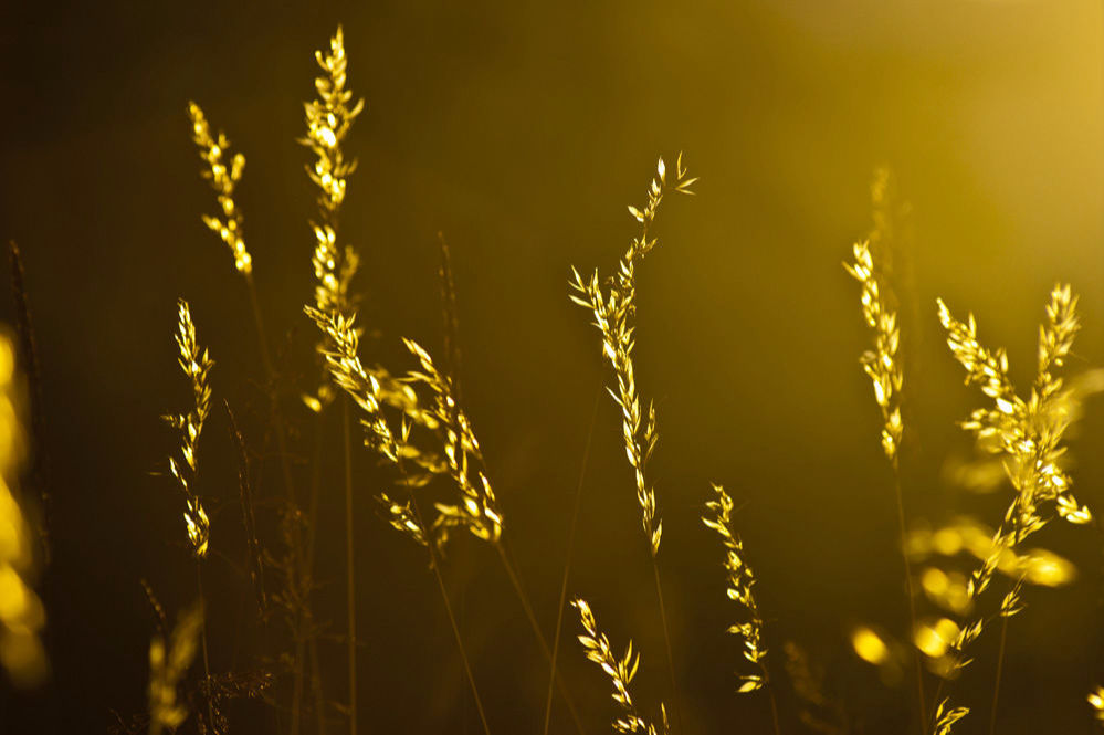 Golden Grasses of Siberia