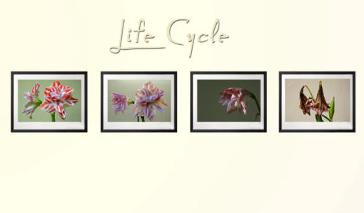 Set of Four Life Cycle Series