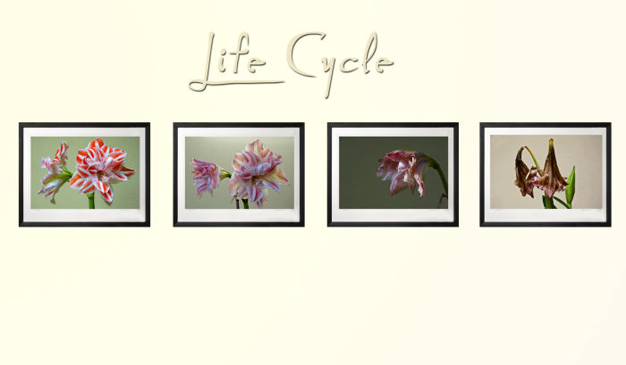 Life Cycle A4 Set