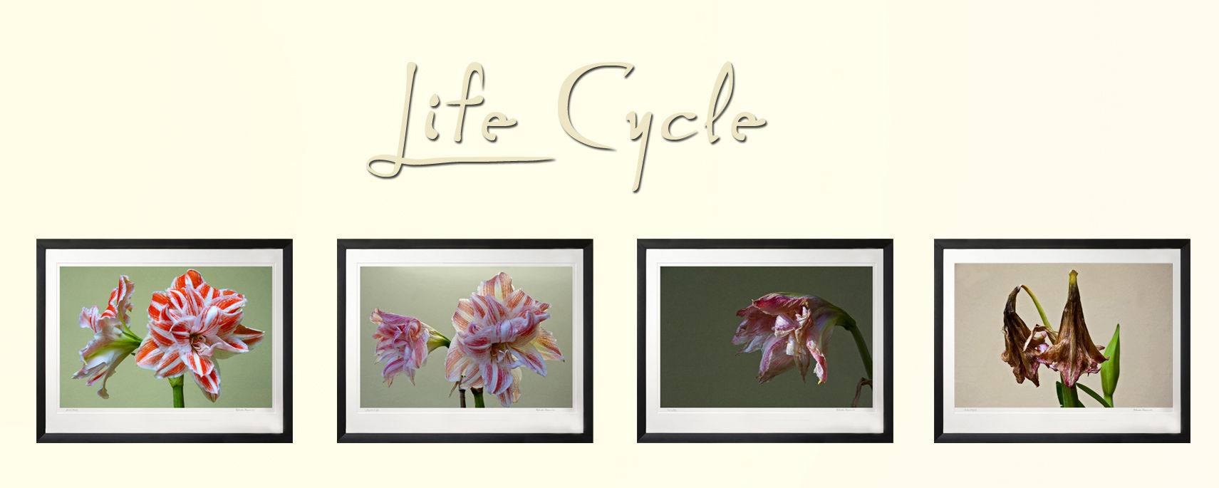 Set of 4 Life Cycle