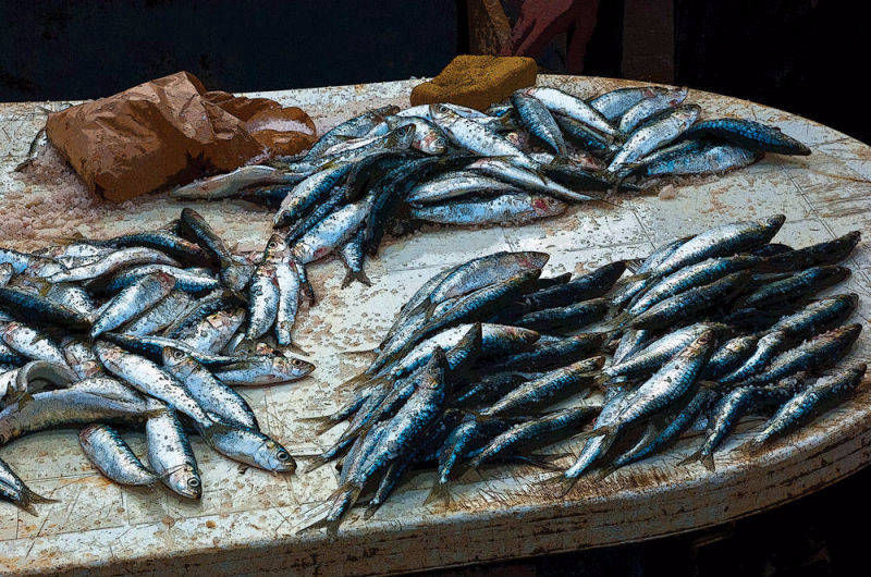 Purchase print of Sprats to catch a Mackerel