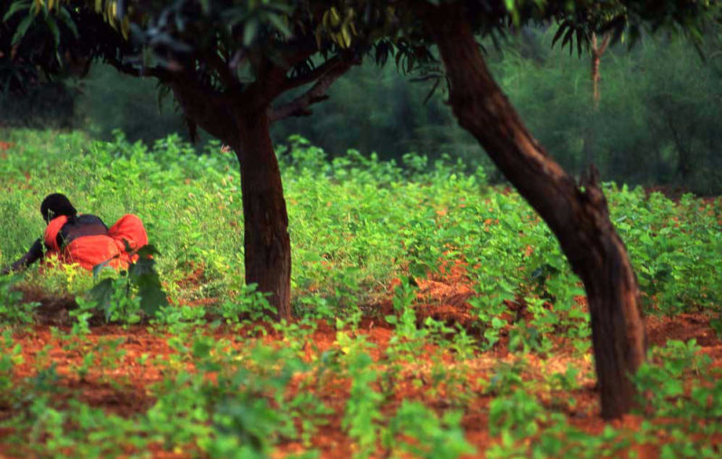 Tea planting at SCAD Tamil Nadu India