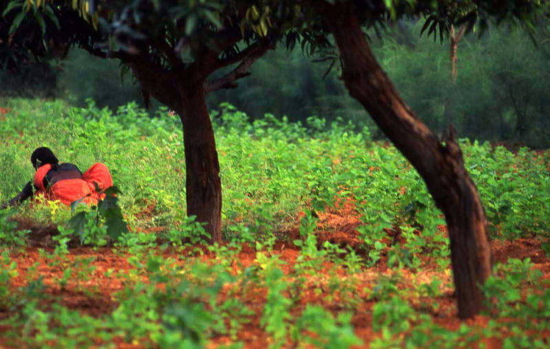 Purchase print of Kerala Tea Picker Two Trees and She